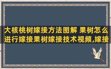 大核桃树嫁接方法图解 果树怎么进行嫁接果树嫁接技术视频,嫁接方法图解